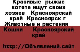 Красивые, рыжие котята ищут своих хозяев - Красноярский край, Красноярск г. Животные и растения » Кошки   . Красноярский край